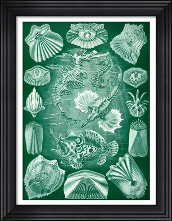 Framed Seahorse and Angler Fish Print