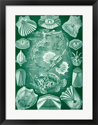 Framed Seahorse and Angler Fish Print