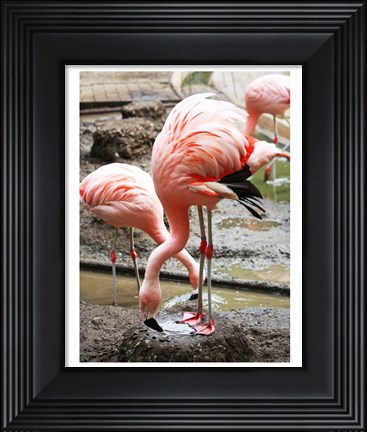 Framed Flamingo in Stassbourg Print