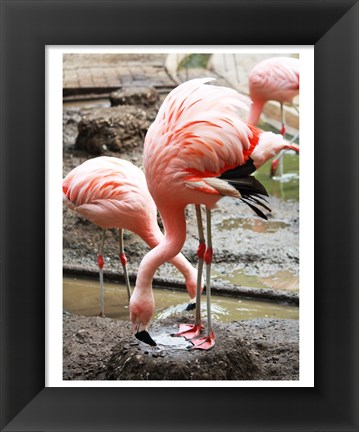 Framed Flamingo in Stassbourg Print