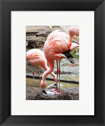 Framed Flamingo in Stassbourg Print