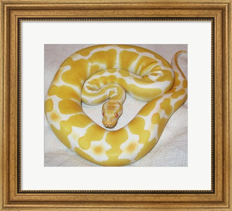 Framed Albino Ball Python Print