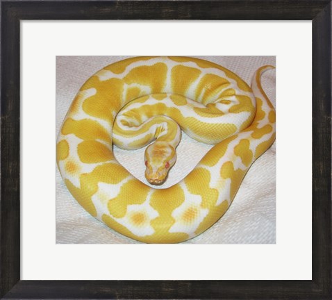 Framed Albino Ball Python Print