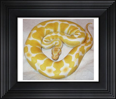 Framed Albino Ball Python Print