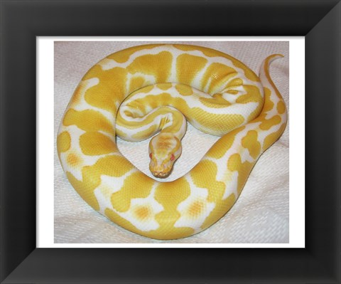 Framed Albino Ball Python Print