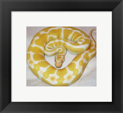 Framed Albino Ball Python Print