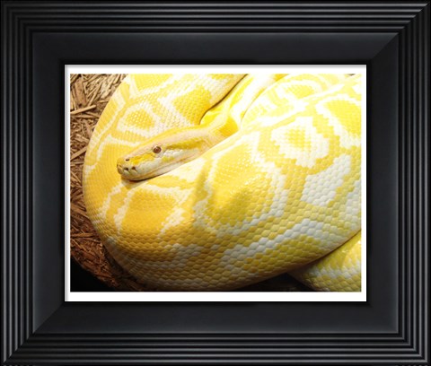 Framed Albino Burmese Python Print