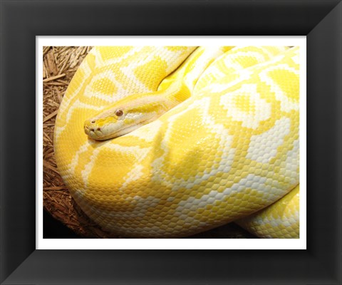 Framed Albino Burmese Python Print