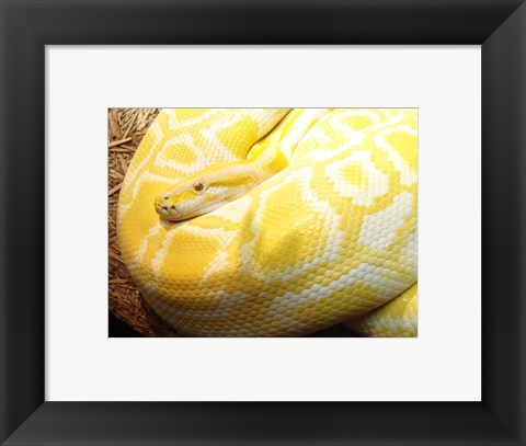 Framed Albino Burmese Python Print