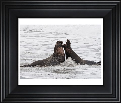 Framed Alpha Seals Print