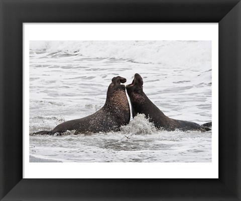 Framed Alpha Seals Print