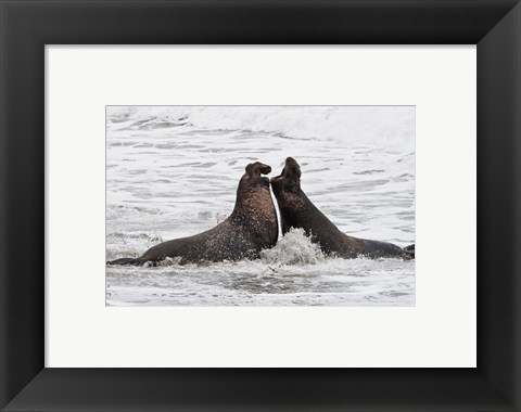 Framed Alpha Seals Print