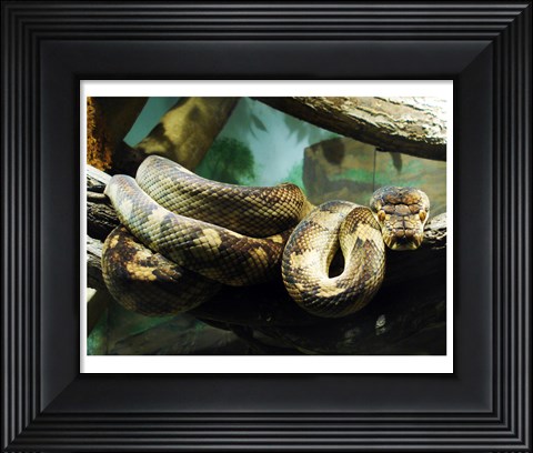 Framed Amethystine Python Print