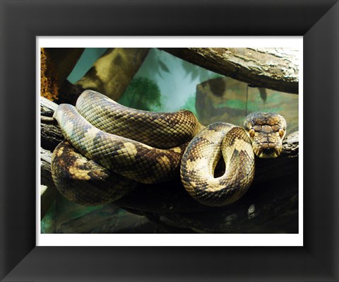 Framed Amethystine Python Print