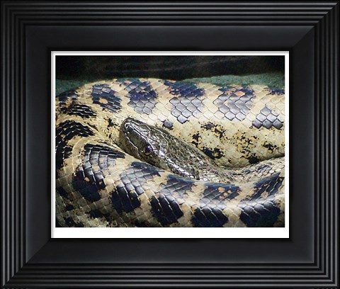 Framed Anaconda Print