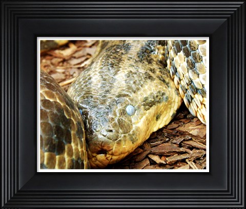 Framed Anaconda Head Print