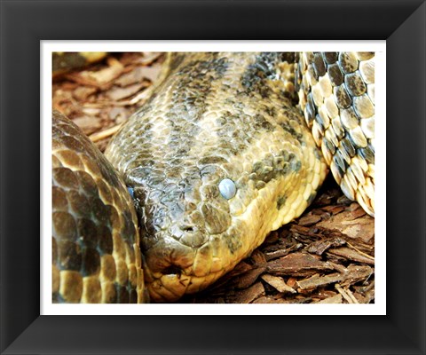 Framed Anaconda Head Print