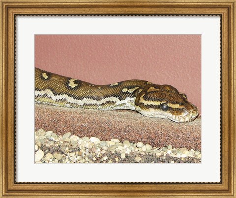 Framed Angolian Python Print