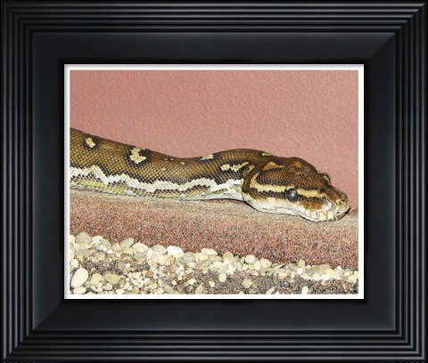 Framed Angolian Python Print