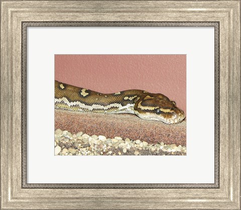 Framed Angolian Python Print