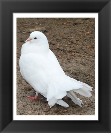 Framed Animal Farm  Dove Print