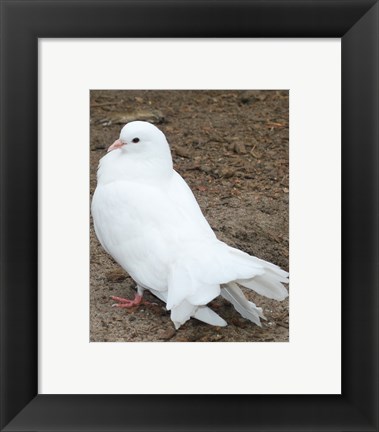 Framed Animal Farm  Dove Print