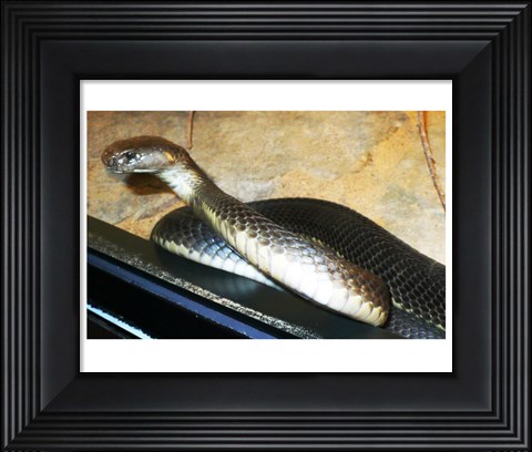 Framed Asian Cobra Print