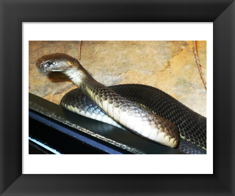 Framed Asian Cobra Print