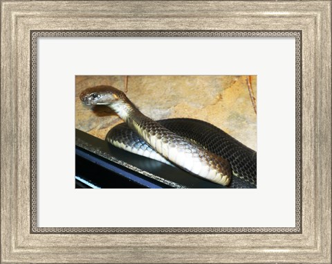 Framed Asian Cobra Print