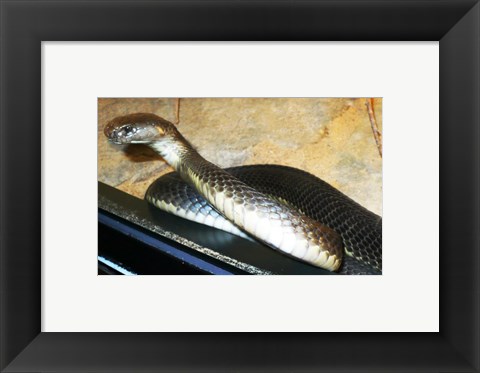 Framed Asian Cobra Print