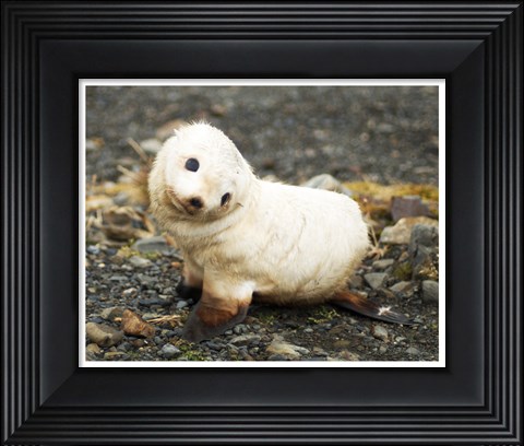 Framed Baby Fur Seal, South Georgia Print
