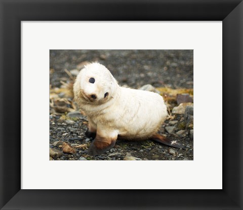 Framed Baby Fur Seal, South Georgia Print