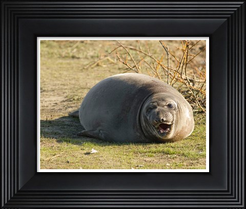 Framed Baby Elephant Seal Print
