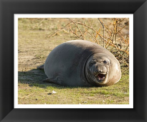 Framed Baby Elephant Seal Print