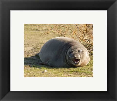 Framed Baby Elephant Seal Print