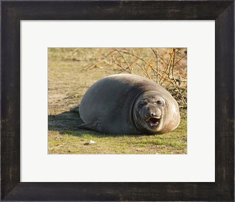 Framed Baby Elephant Seal Print