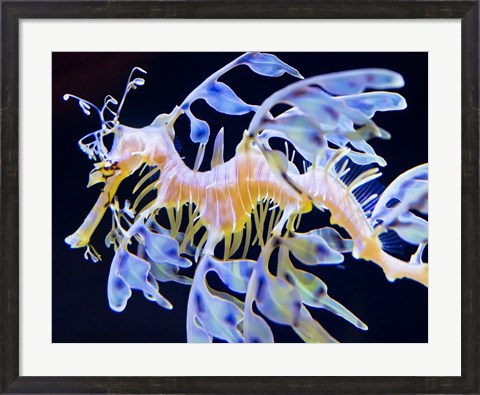 Framed Sea Horse swimming Print