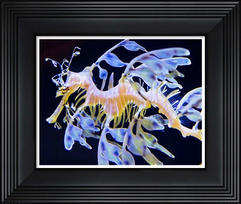 Framed Sea Horse swimming Print