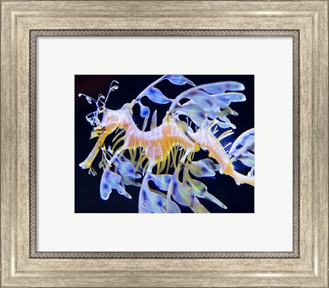 Framed Sea Horse swimming Print