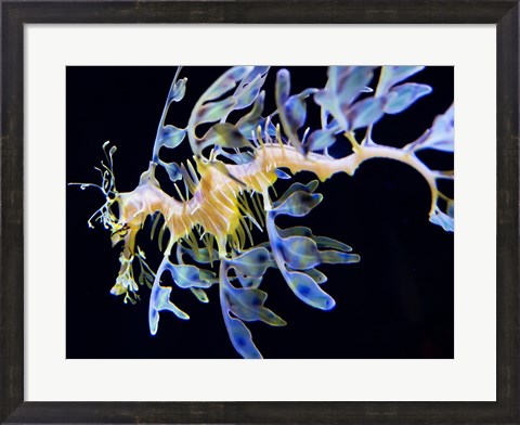 Framed Sea Horse underwater Print