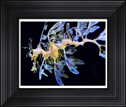 Framed Sea Horse underwater Print