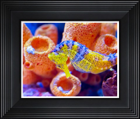 Framed Birch Aquarium Print