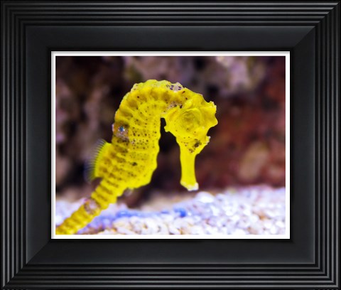 Framed Birch Aquarium Print
