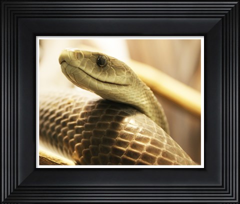 Framed Black Mamba Print