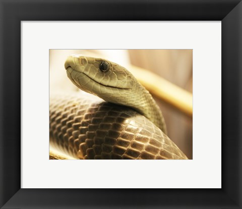 Framed Black Mamba Print