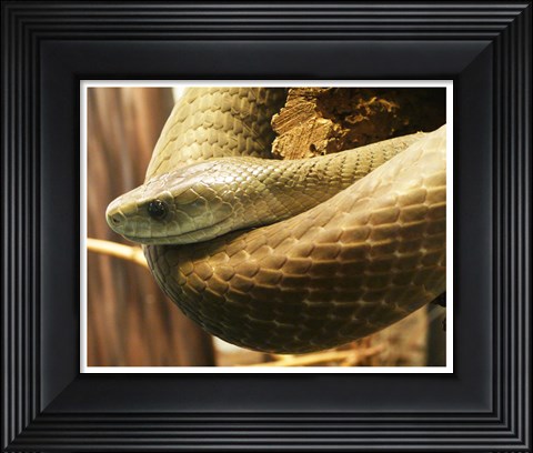Framed Black Mamba Print