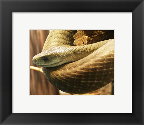 Framed Black Mamba Print