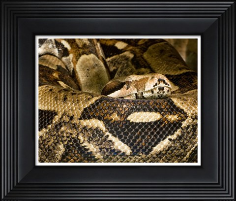 Framed Boa Constrictor Print