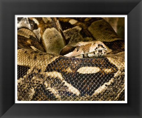 Framed Boa Constrictor Print