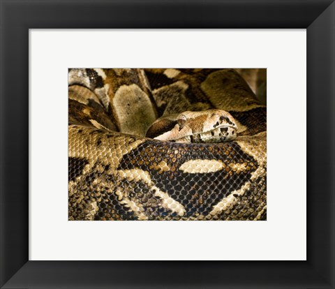 Framed Boa Constrictor Print